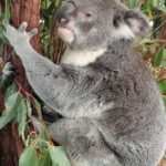 koala