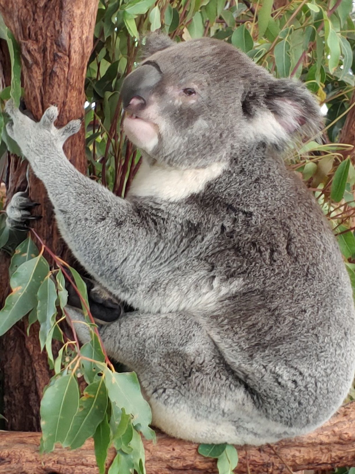 koala