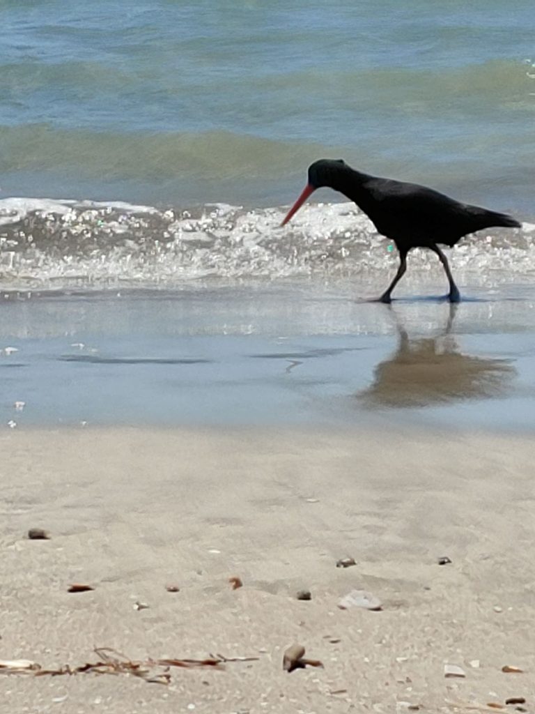 cooks beach bird